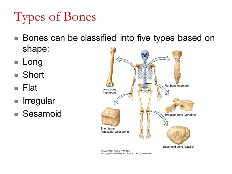 Types of Bones. Bone structure. Bone Shape. РГ Units of Bones.