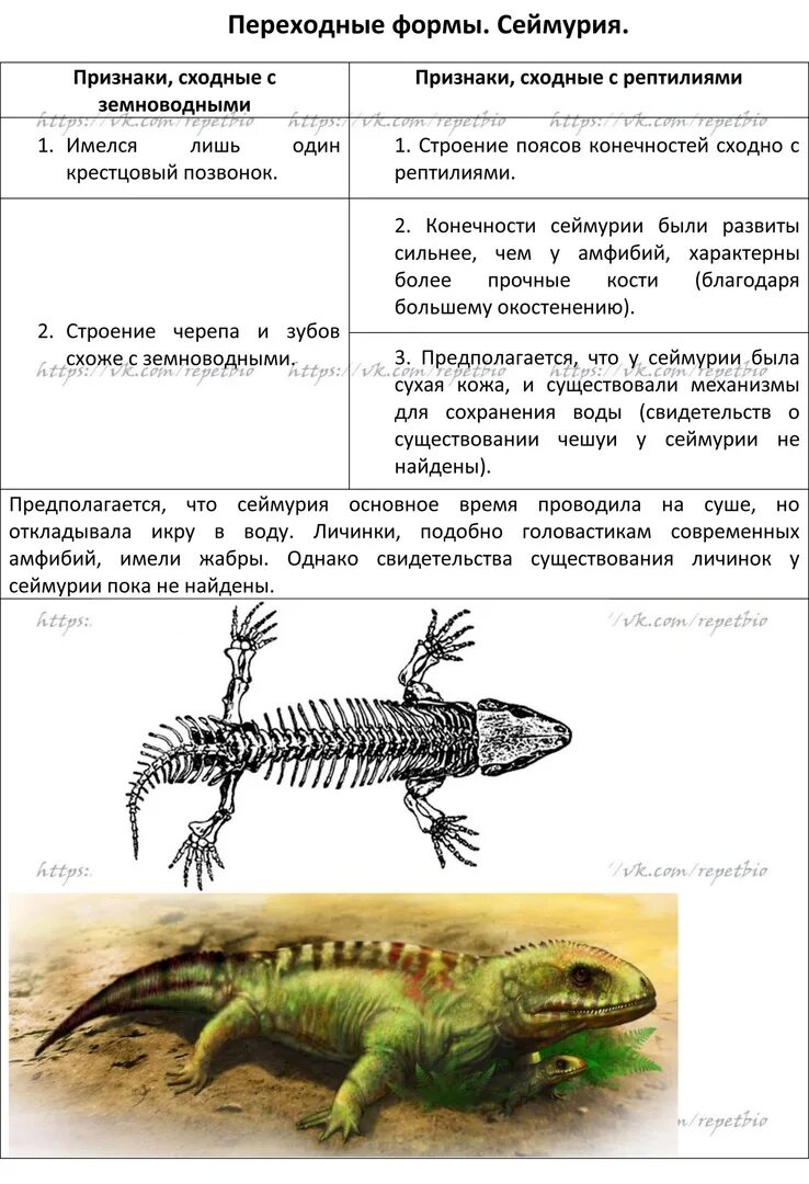 Характеристика амфибий и рептилий. Сеймурия переходная форма между. Переходные формы земноводные пресмыкающиеся амфибии. Переходные формы сеймурия признаки. Сеймурия между земноводными.