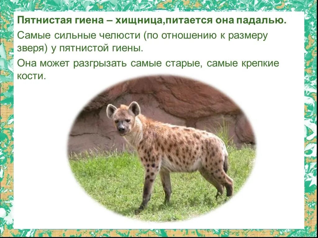 Презентация по окружающему миру "Африка"