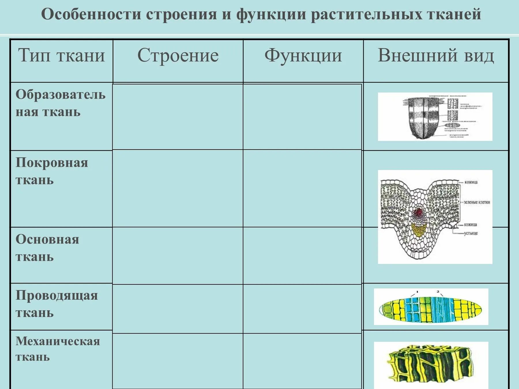 Ткани растений и их характеристика. Таблица по биологии 5 класс ткани образовательные. Ткани растений таблица биология 6. Ткани растений и животных 6 класс биология таблица. Биология 5 класс ткани растений их строение и функции.