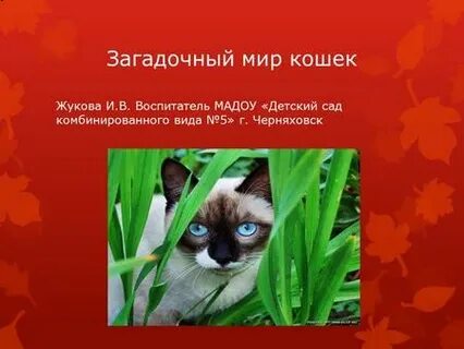 Презентация мир кошек