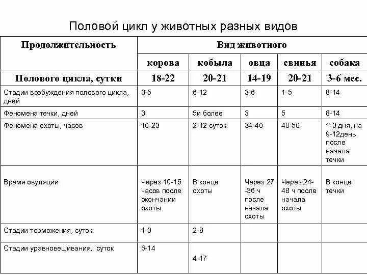 Сколько длится протокол. Продолжительность полового цикла у разных животных. Фазы полового цикла у животных. Фазы полового цикла собак. Половые циклы коров.