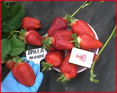 Брилла клубника описание и отзывы фото