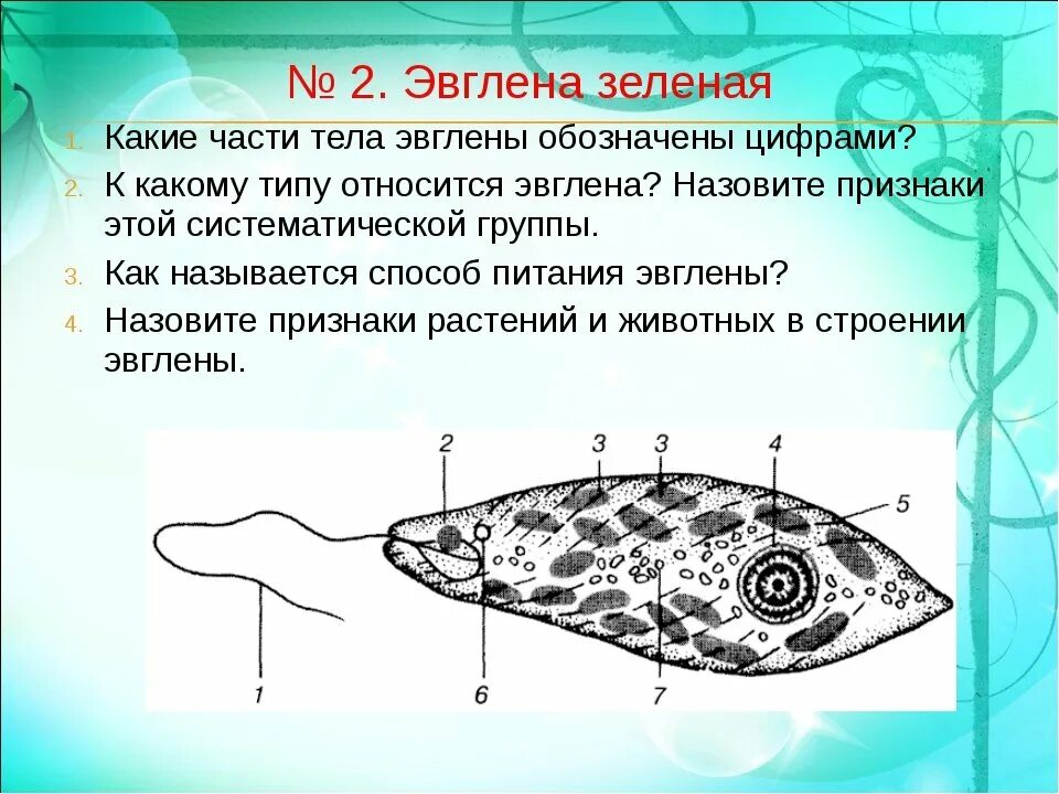 Зелено какая часть. Внутреннее строение эвглены зеленой. Строение эвглены зеленой 7 класс биология. Строение эвглены зеленой вуз. Эвглена зеленая 5 класс биология.