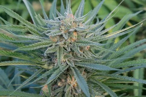 Blue dream