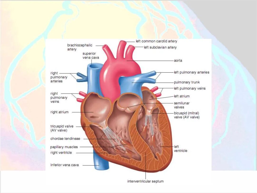 Строение сердца строение стенки клапаны. Внутреннее строение сердца камеры сердца. Внутреннее строение сердца человека схема камеры. Схема камеры клапаны строение стенки сердца. 3 в правое предсердие впадает