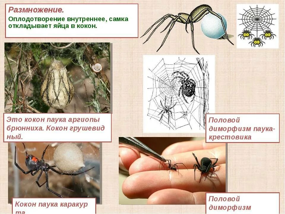 Клещи животные как размножаются. Паук крестовик размножение. Размножение пауков Крестовиков. Жизненный цикл паука крестовика. Жизненный цикл паукообразных схема.