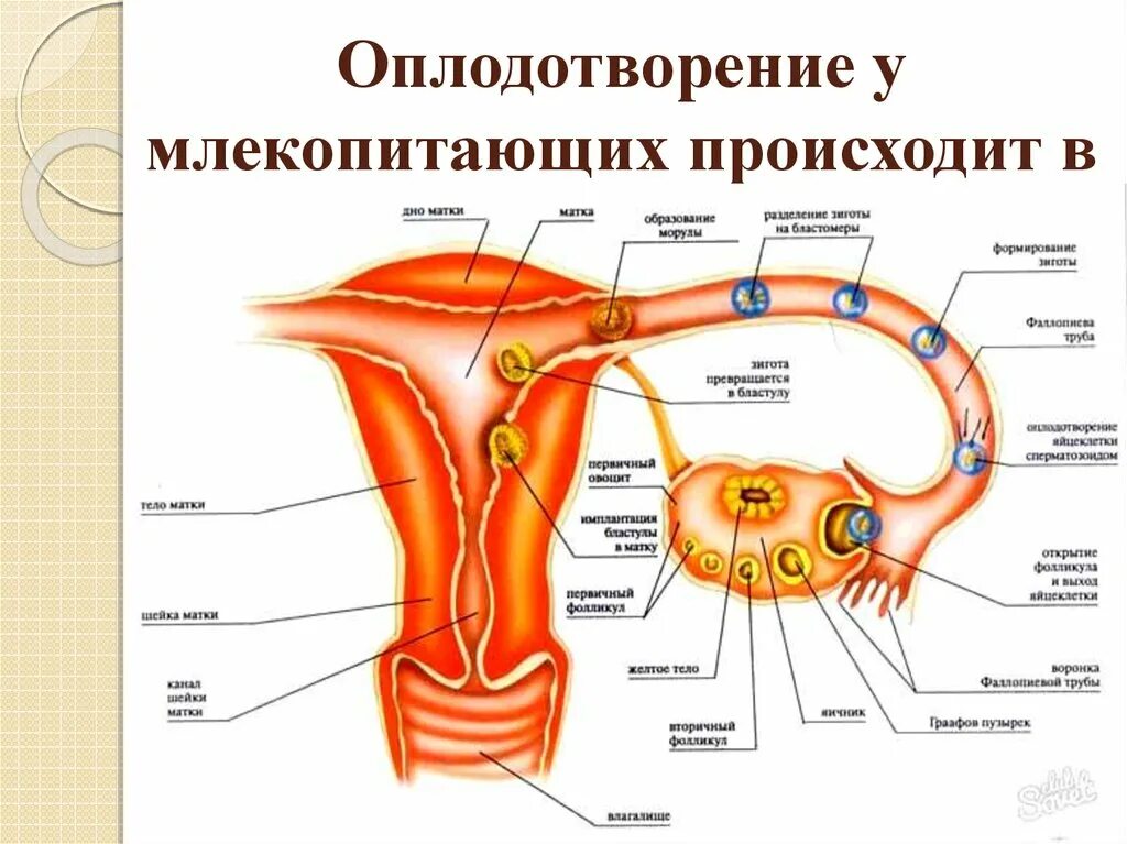 Оплодотворение яйцеклетки и образование зародыша. Схема оплодотворения яйцеклетки. Образование и движение оплодотворенной яйцеклетки схема. Схема оплодотворения человека в матке.