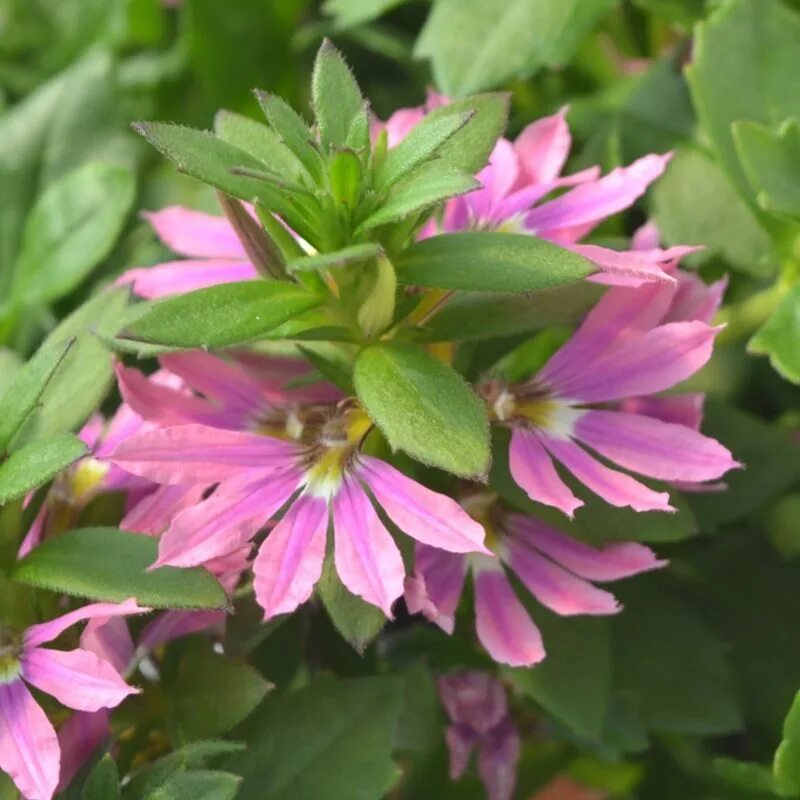 Сцевола Scaevola Pink. Сцевола Пинк Блессинг. Сцевола Беби Пинк. Сцевола розовая. Интернет магазин семена сцеволы