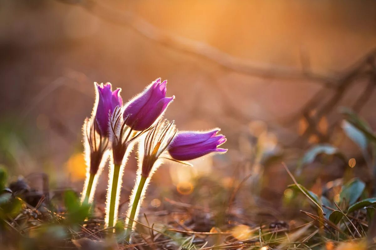 Прострел - сон трава. Прострел (Подснежник, сон-трава, Pulsatilla). Сон трава Демерджи. “Пробуждение весны” Ведекинда. Весеннее пробуждение весной