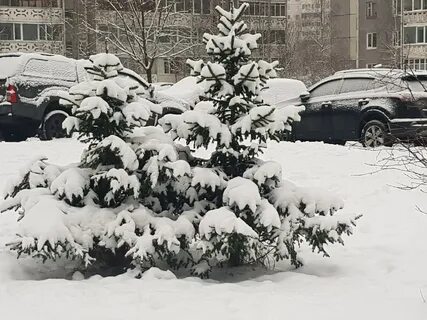 Снежный петрозаводск