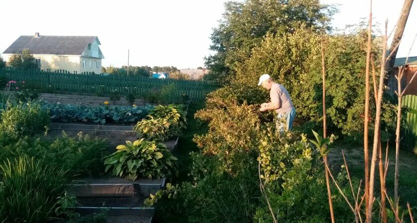 Помощь дачи. Канал на огороде. грустная дача. передачи про сад и огород по каналу усадьба.
