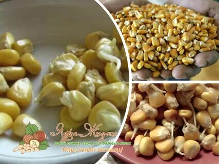 Прорастание семени кукурузы