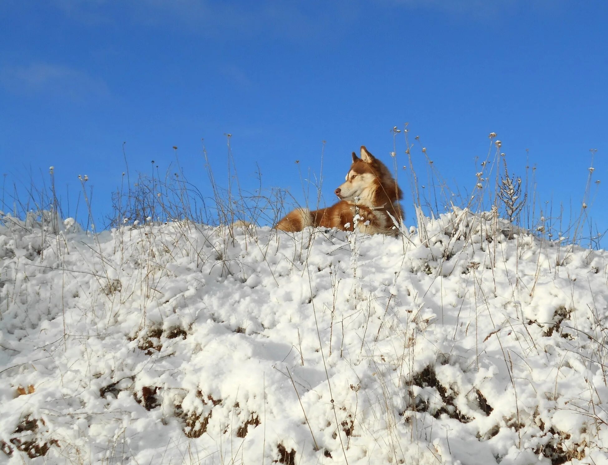Погода зверей 1. Хаски в тундре. Собака горы снег. Собака горы начало весны. Мороз зима животное.