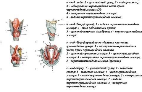 Мышца расширитель гортани