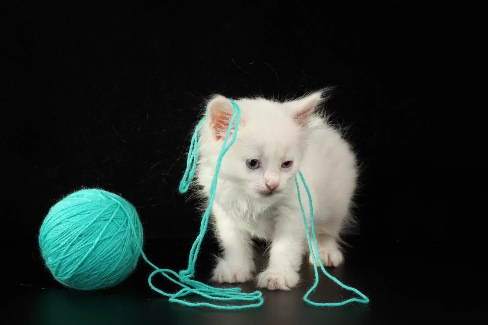 Котята играют с клубком ниток. Котёнок и клубок. Котята играют с клубком ниток. Котёнок и клубок. Котята играют с клубком ниток.