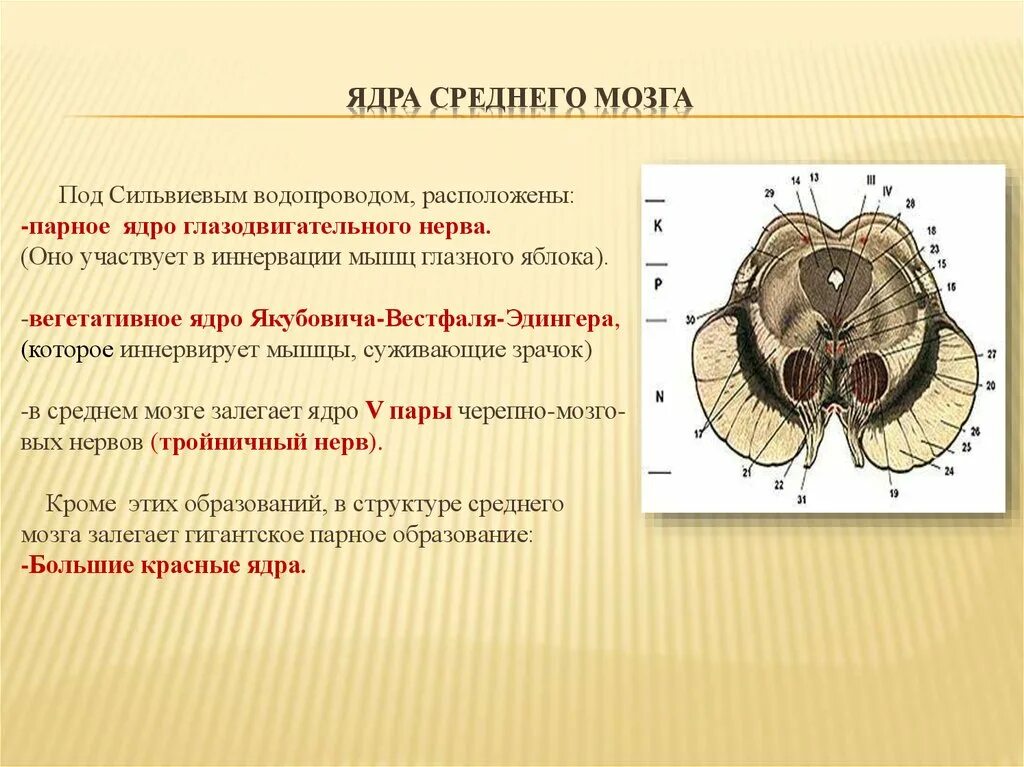 Область ядра мозга. Средний мозг функции ядер. Укажите ядра среднего мозга. Структура и строение среднего мозга. Средний мозг строение красные ядра.