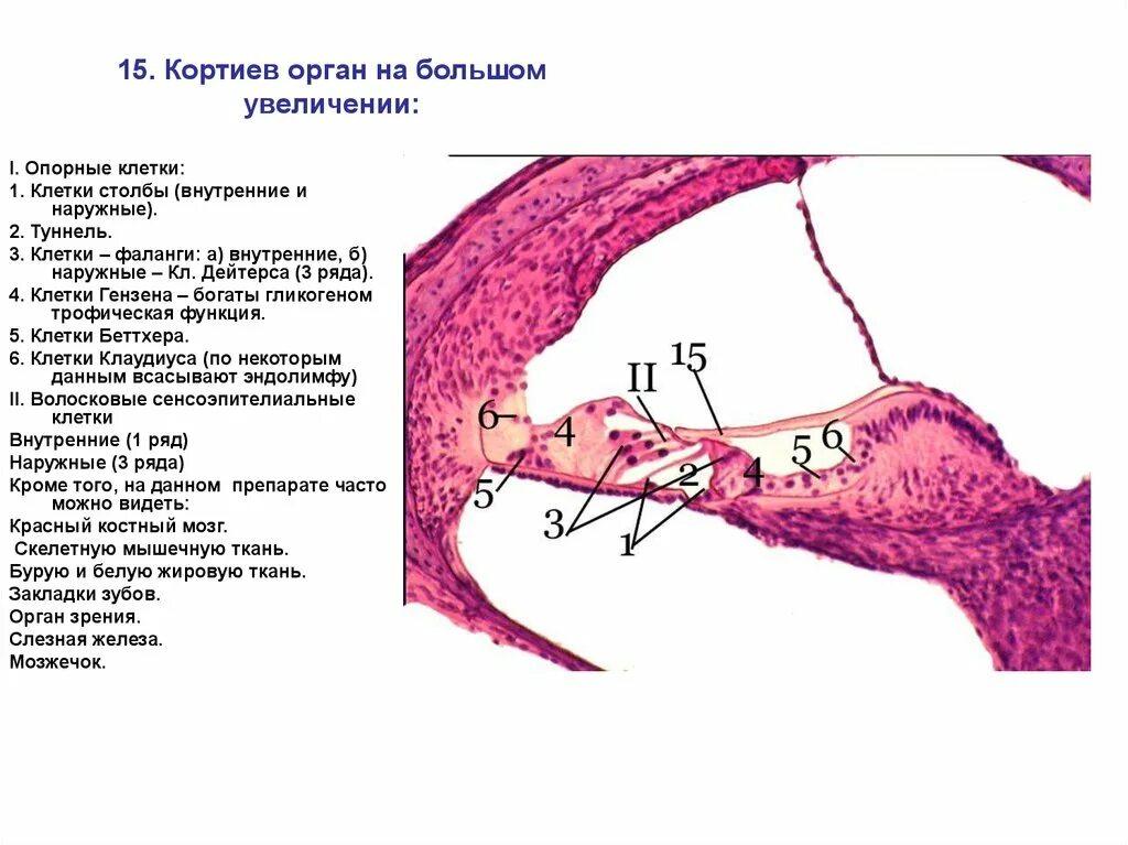 Улитка внутреннего уха гистология препарат Кортиев орган. Кортиев орган гистология препарат. Улитка Кортиев орган гистология. Спиральный Кортиев орган гистология препарат. Чувствительные клетки внутреннего уха