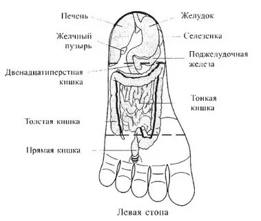 Точка желчь