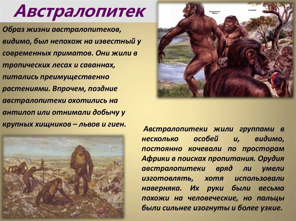 Роль предков в нашей жизни. Образ жизни австралопитека биология 5 класс. Австралопитек характеристика. Австралопитеки предки человека. Астралопитек обращ жизни.