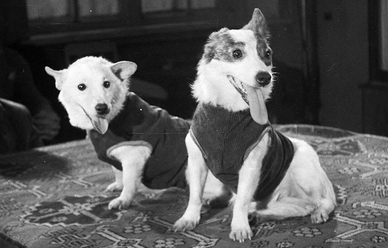 собаки в космосе полет белки и стрелки. первые космонавты в космосе белка и стрелка. белка стрелка чернушка и звездочка. собаки-космонавты звездочка чернушка стрелка и белка. белка и стрелка космонавты.