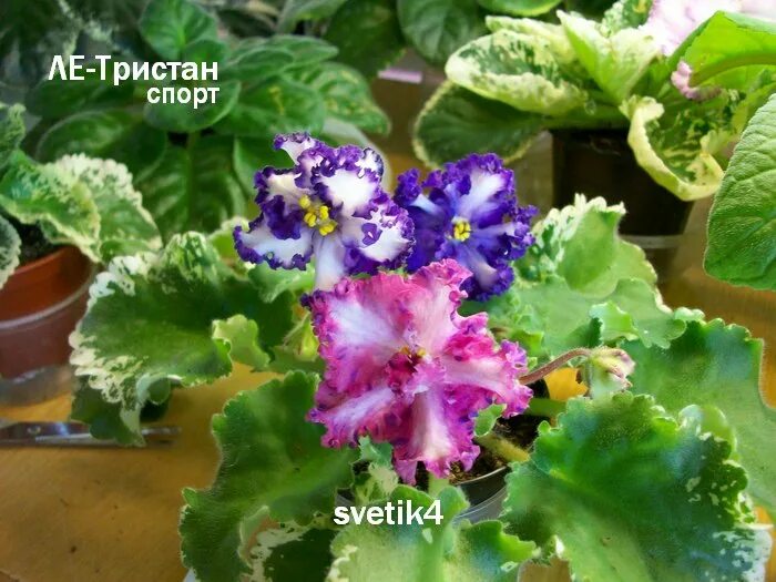 Фея фиалка. Сорт фиалки спорт. Фиалка мадам клико спорт. Фиалка спорт. Фиалка рс древняя магия.