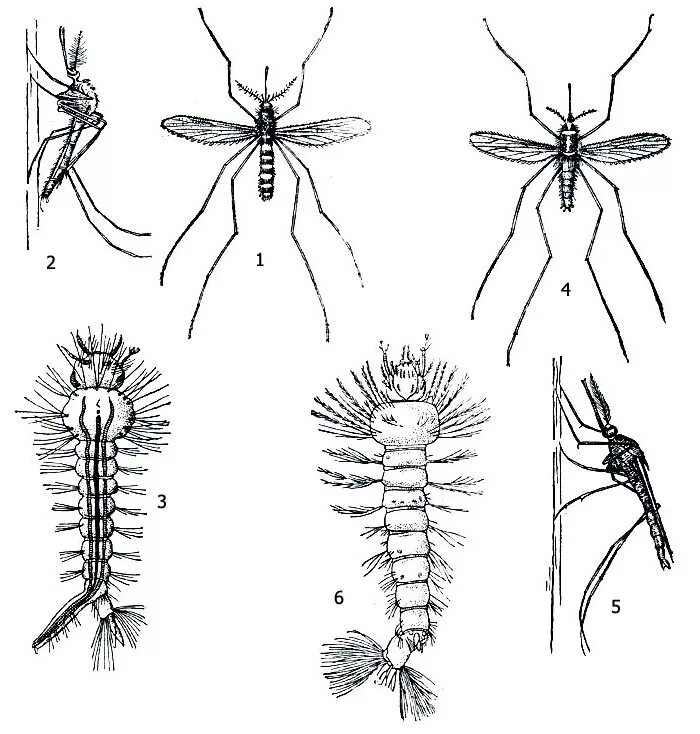 Личинка малярийного комара строение. Личинка малярийного комара Anopheles. Анофелес и кулекс. Имаго комара рода Culex.