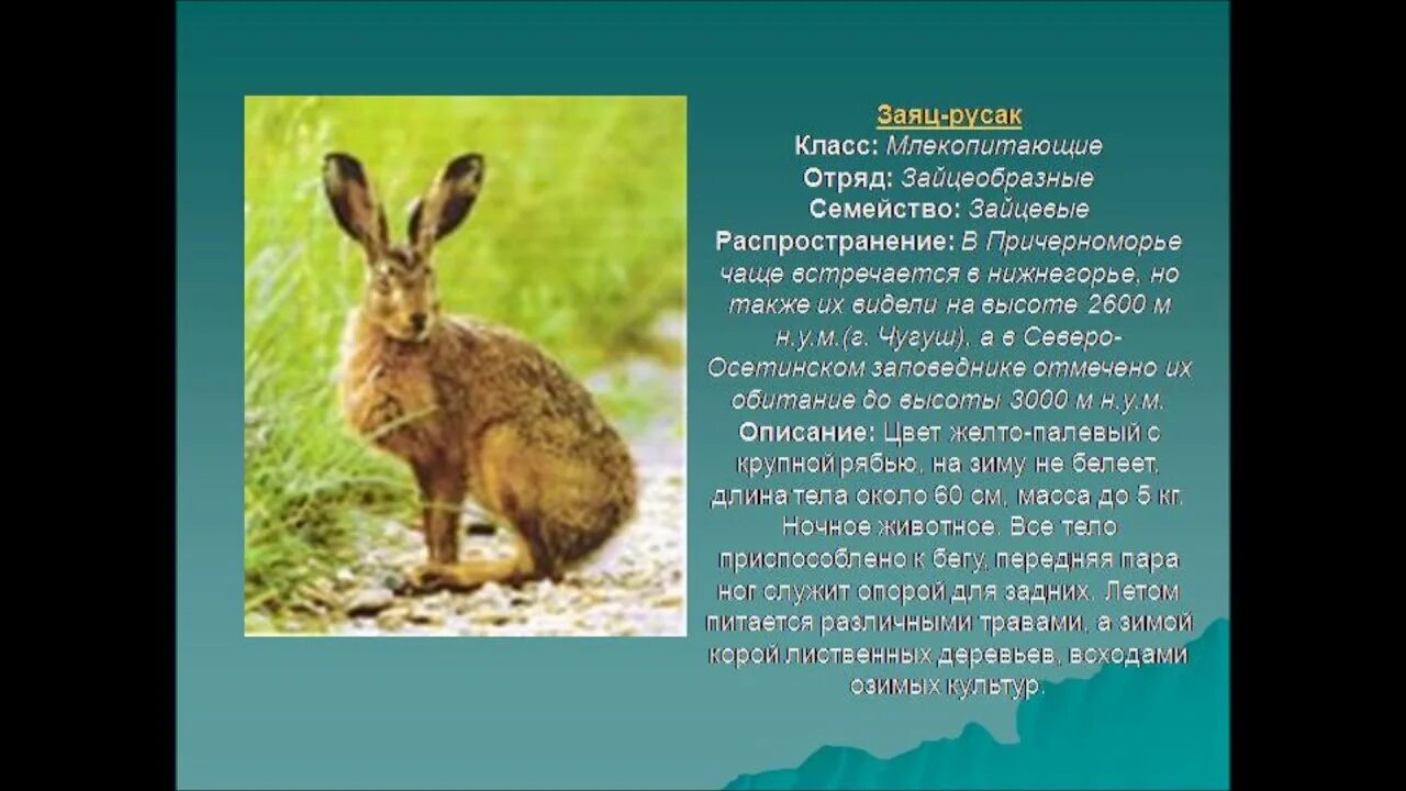 Wild and Domestic Animals - ppt download
