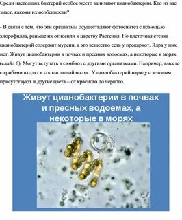 Выберите функции цианобактерий в биосфере
