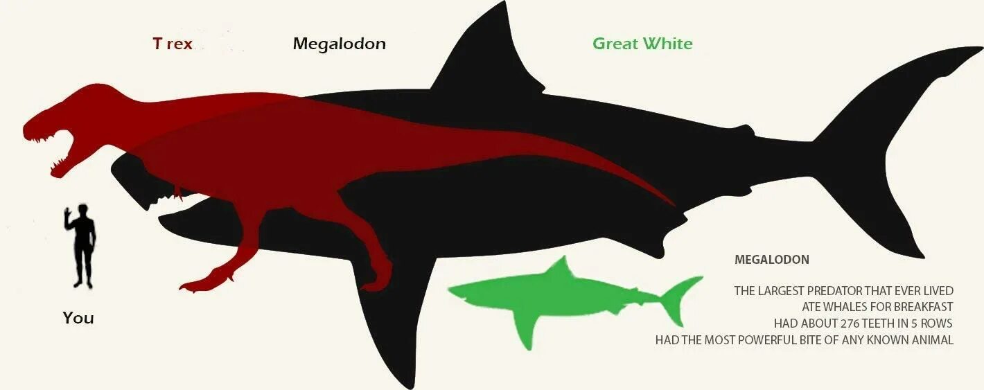 Какой длины акула. Вес МЕГАЛОДОНА акула. МЕГАЛОДОН рост и вес. Отодус МЕГАЛОДОН. МЕГАЛОДОН по сравнению с человеком.