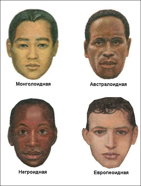 3 типа рас. Негроид и монголоид. Расы людей. 4 Расы людей. Основные расы.