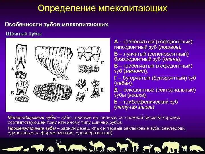 Почему зубы млекопитающих отличаются. Коренные зубы у млекопитающих. типы коренных зубов млекопитающих. зубные формы млекопитающих. зубная система млекопитающих.