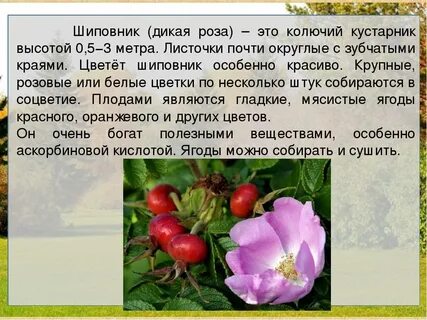 Шиповник дикий систематическое положение