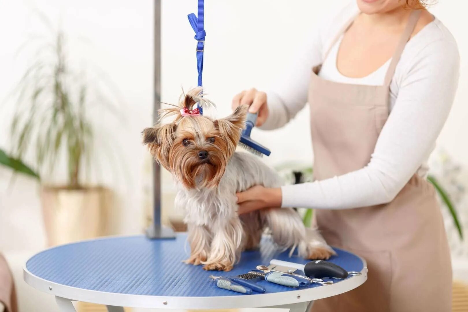 Dog grooming. Dog grooming. Прически для животных. Грумер для собак. Dog grooming.