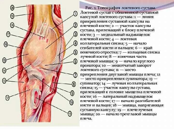 Локтевой сустав мышцы и сухожилия. Надмыщелок локтевого сустава анатомия. Артерии локтевого сустава анатомия. Локтевой сустав строение связки. Анатомия нервов локтевого сустава.