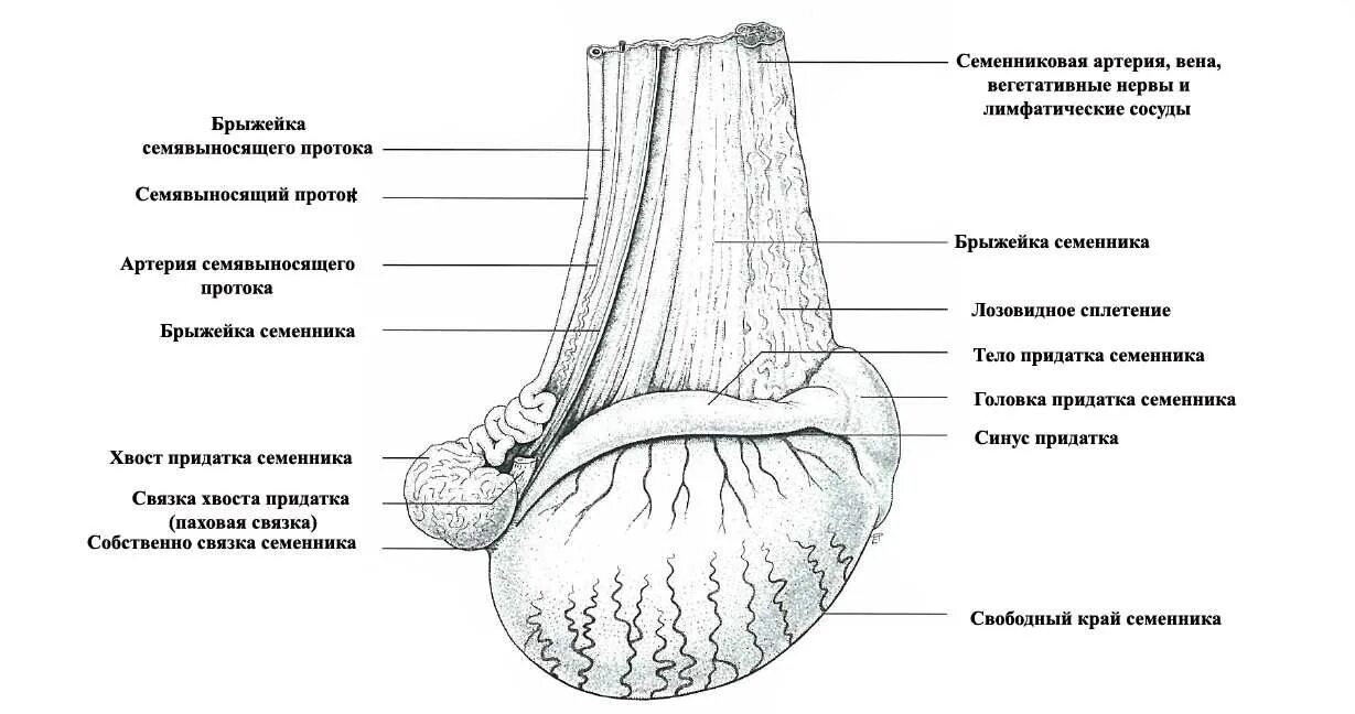 Строение семенников жеребца. Строение канатика семенника. Семенной канатик у хряка. Строение семенника лошади.