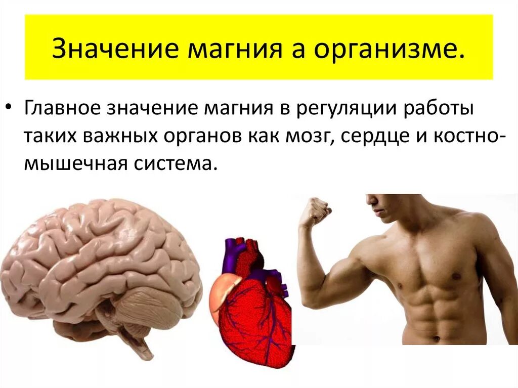 Биологическое значение магния. Магний значение для организма. регуляция магния в организме. магний важность для организма. значение магния в организме человека.