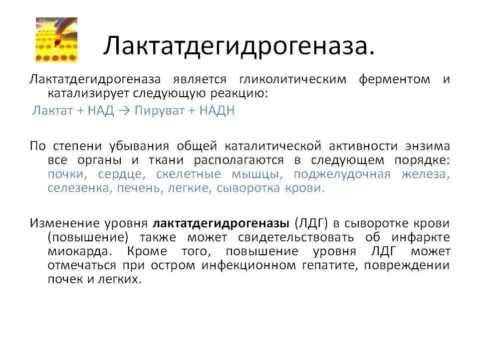Лактатдегидрогеназа причины повышения. Лактатдегидрогеназа относится к классу. Повышение активности. Определение активности лактатдегидрогеназы. Определение изоферментов с целью диагностики болезней.