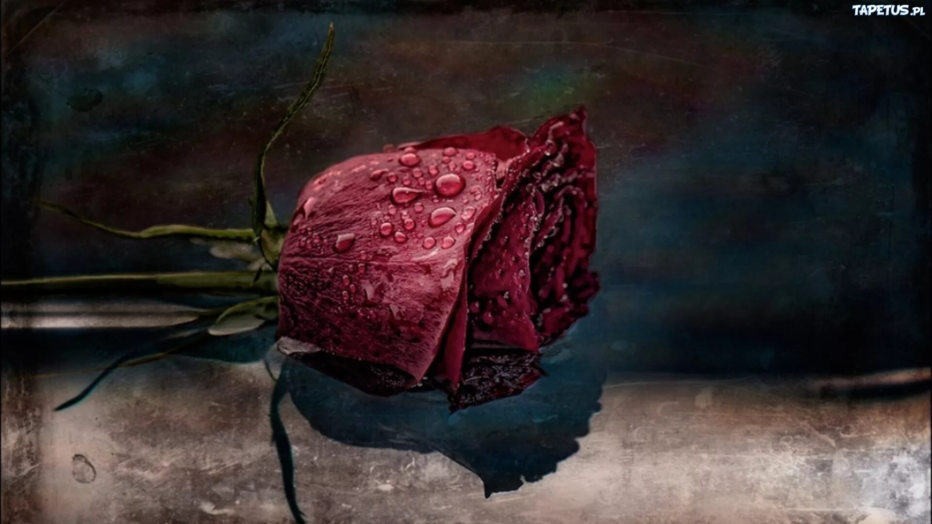 Розы натюрморт бордовые. Broken Rose. Still Life / розы на темном фоне. Розы темно красные бархатные.