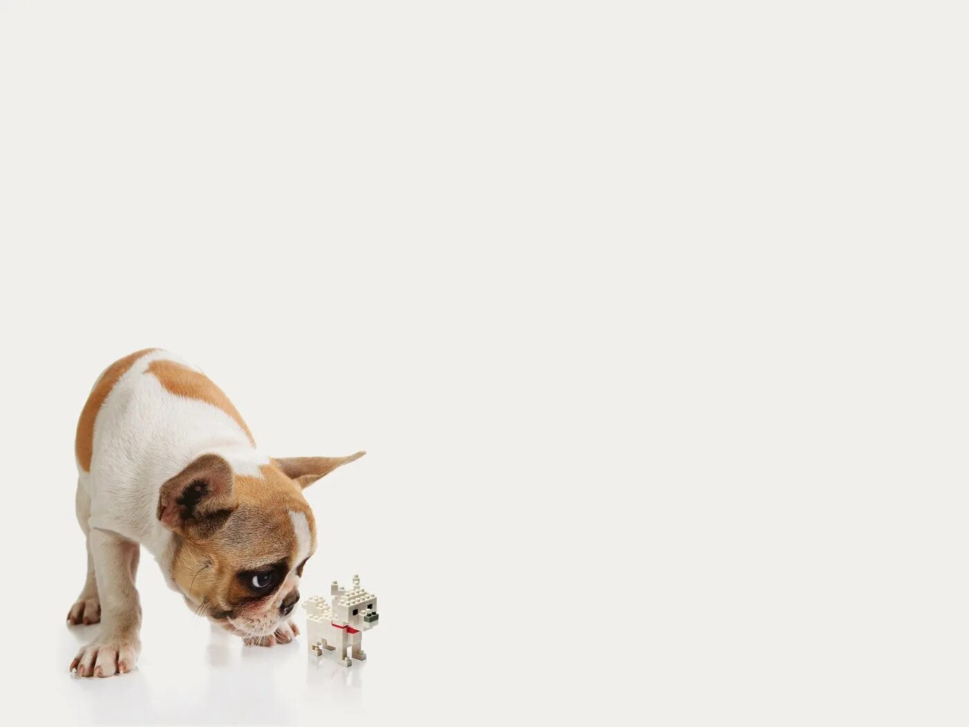 Карточка собака. Собачка внизу. Золотистый ретвилер щенок. Карточка с изображением собака. Нос собаки на белом фоне.