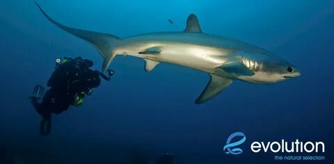 Thresher shark