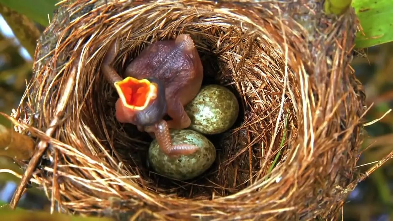Кукушка и яйца птенцы. Кукушки подбрасывают свои яйца в чужие гнезда. Гнездо с яйцами и птенцами. Яйцо кукушки в гнезде камышовки.