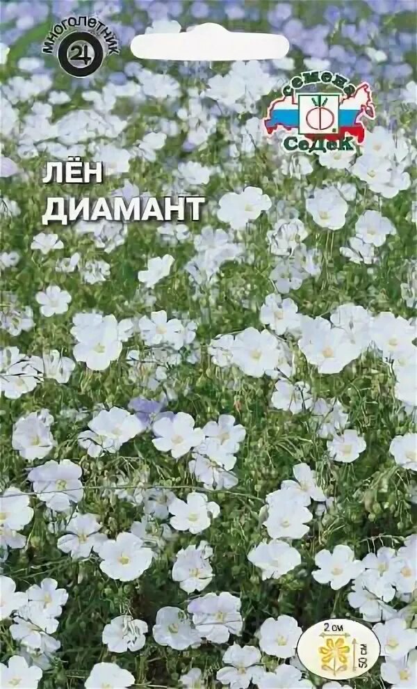 Лен цветок. Диамант 0,1 г. Белый цветок лена. Белый лен растение. Лен диамант многолетний.