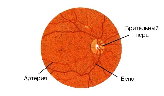 Место выхода зрительного нерва не воспринимающее лучей. Диски зрительного нерва артерии и вены. Нервные клетки сетчатки лошади препарат. Центральная артерия сетчатки. Центральная артерия сетчатки где находится.
