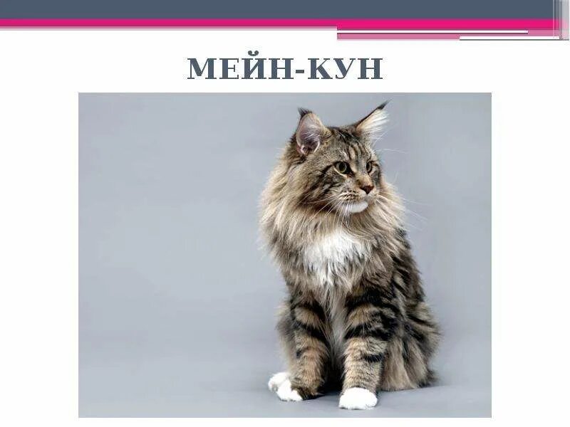 Самый лучший мейн кун. Мейн кун американский енотовый. мейн кун американская енотовая рыжая рысь. американская енотовая кошка. порода мейн кун презентация.