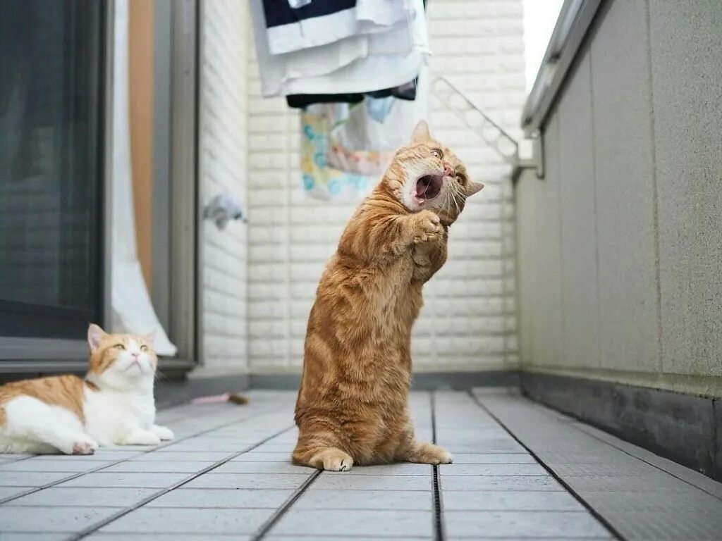 Рыжий кот поет. Приколы с котами. смешной кот. коты для поднятия настроения. позитивный котик.