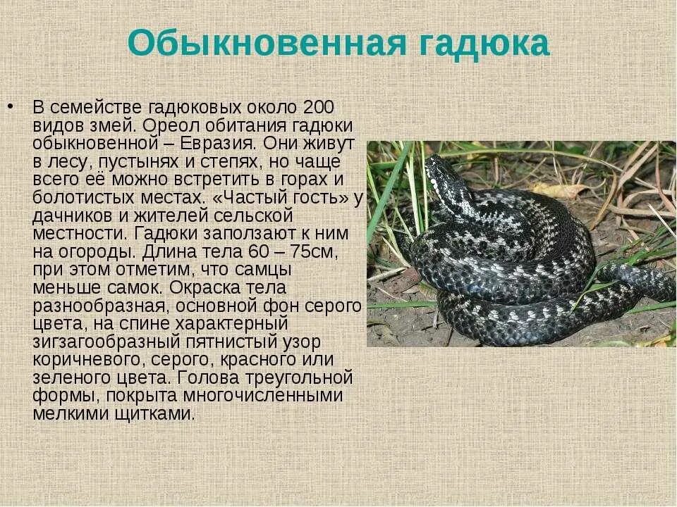 Змеи относятся к виду. Рассказ о гадюке обыкновенной. Обыкновенная гадюка Vipera (Pelias) berus. Обыкновенная гадюка обитания. Где живёт гадюка обыкновенная.
