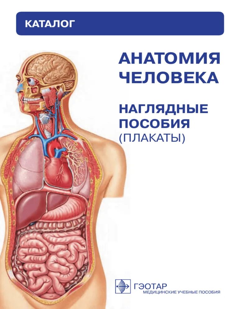 Анатомия человека пособия. Плакаты по анатомии человека. Наглядная анатомия человека. Плакат строение человека. Плакат внутренние органы человека.