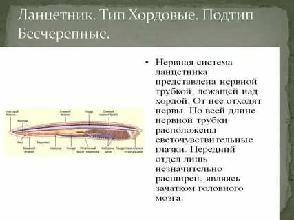 Нервная система бесчерепных
