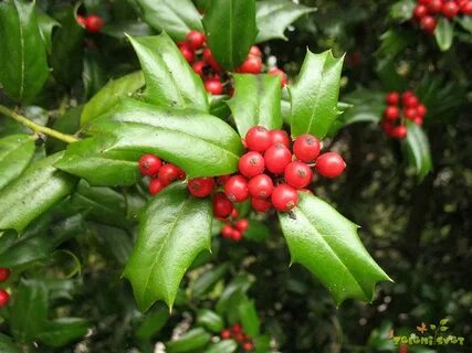 Система ilex